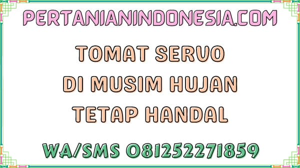 Tomat Servo Di Musim Hujan Tetap Handal